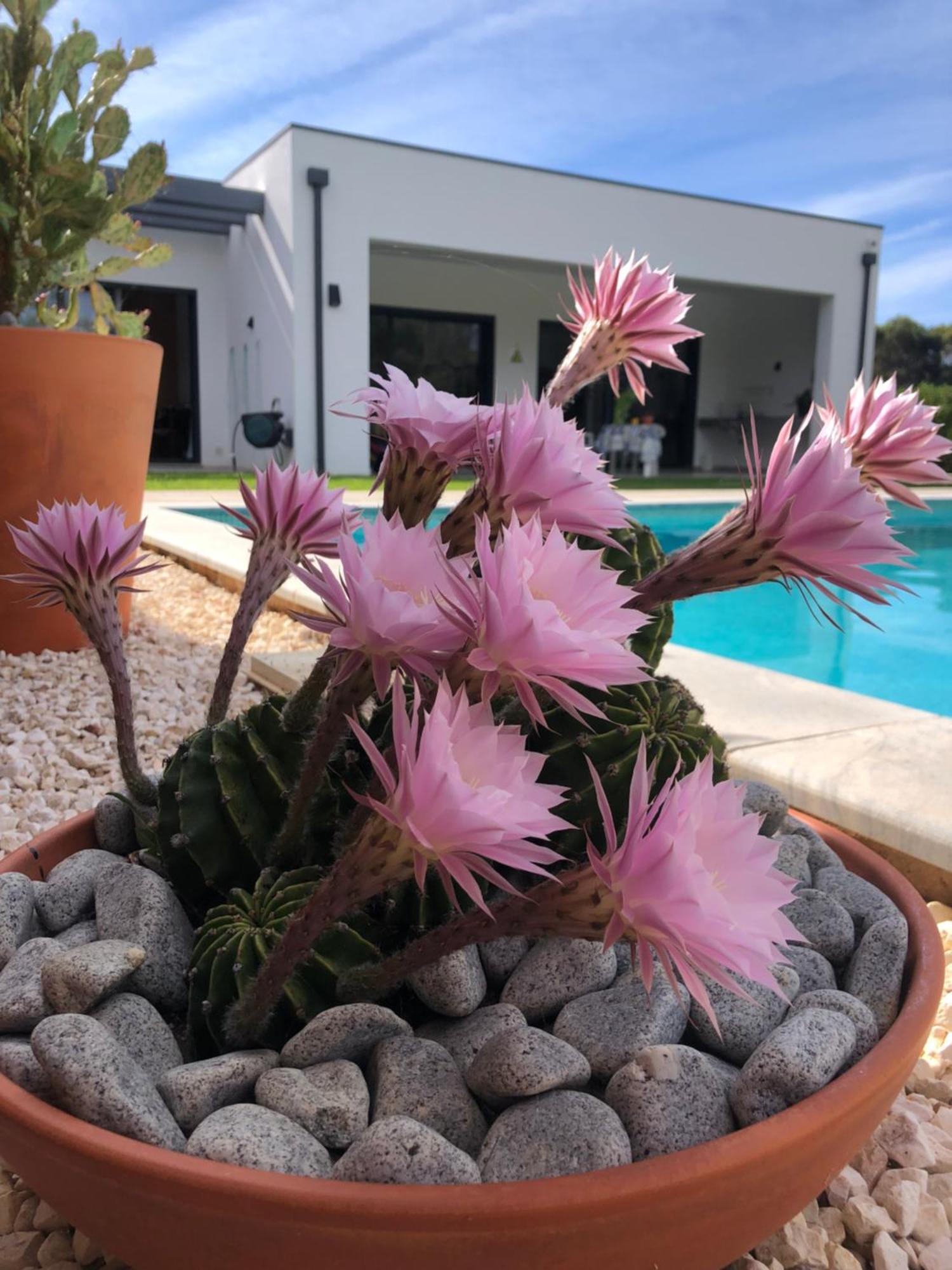 Hotel Casa Penina Alvor Zewnętrze zdjęcie